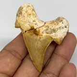 20.7g, 2.1"X 1.7"x 0.6" Natural Fossils Fish Shark Tooth @Morocco, B12713