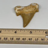 20.7g, 2.1"X 1.7"x 0.6" Natural Fossils Fish Shark Tooth @Morocco, B12713