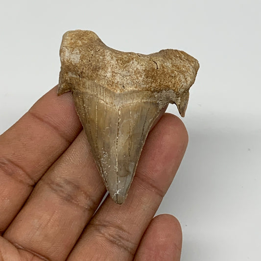 25.2g, 2.2"X 1.7"x 0.5" Natural Fossils Fish Shark Tooth @Morocco, B12715
