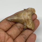 25.2g, 2.2"X 1.7"x 0.5" Natural Fossils Fish Shark Tooth @Morocco, B12715