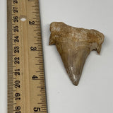 25.2g, 2.2"X 1.7"x 0.5" Natural Fossils Fish Shark Tooth @Morocco, B12715