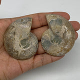83.7g, 2.4"x1.9"x0.5", 1 Pair Half Cut Ammonite Polished Mineral @Madagascar,F22