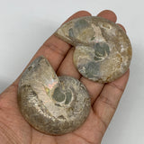83.7g, 2.4"x1.9"x0.5", 1 Pair Half Cut Ammonite Polished Mineral @Madagascar,F22