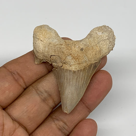 24g, 2"X 1.9"x 0.6" Natural Fossils Fish Shark Tooth @Morocco, B12718