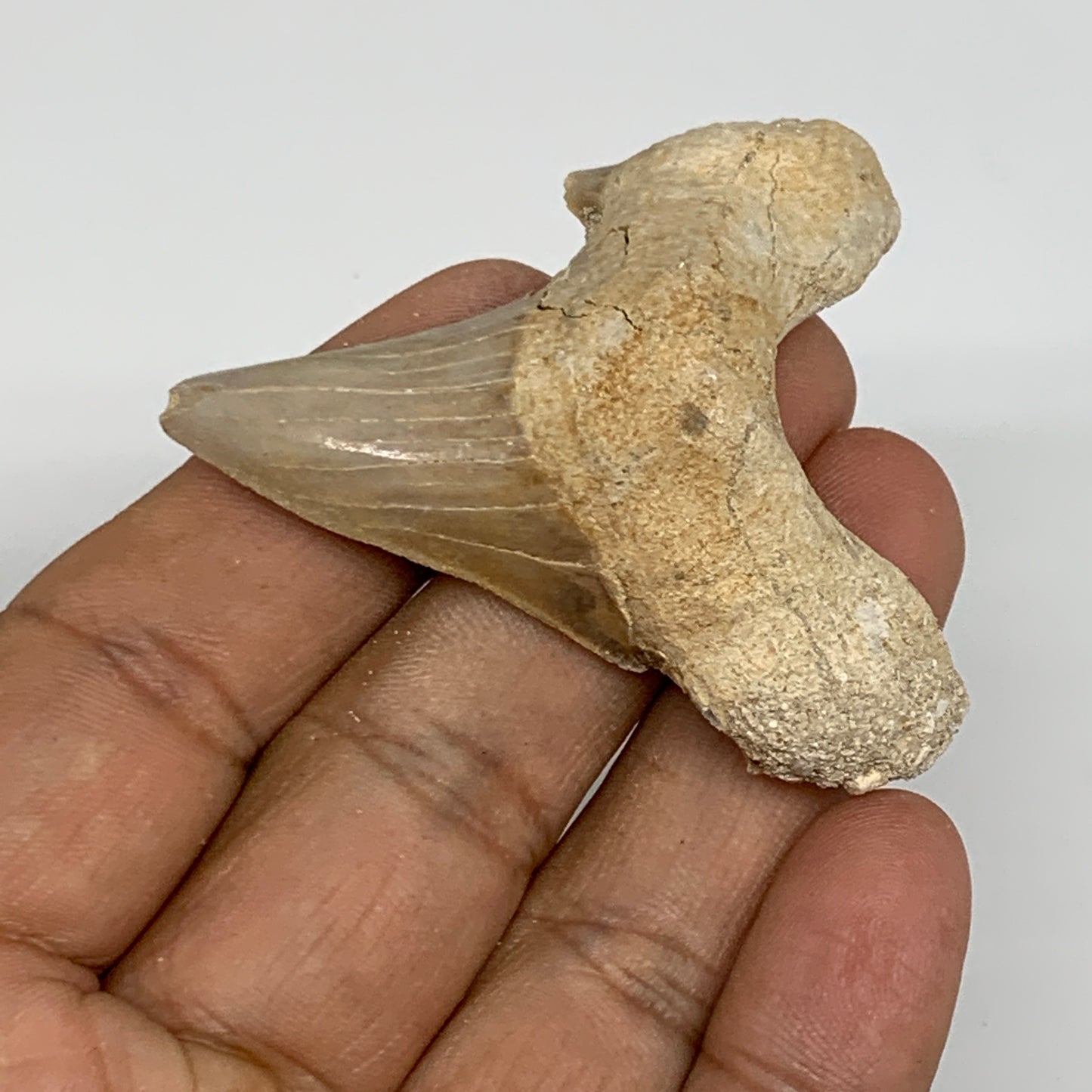 24g, 2"X 1.9"x 0.6" Natural Fossils Fish Shark Tooth @Morocco, B12718