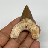26.6g, 2.2"X 1.8"x 0.7" Natural Fossils Fish Shark Tooth @Morocco, B12725