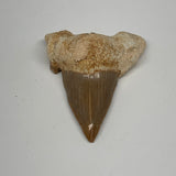 26.6g, 2.2"X 1.8"x 0.7" Natural Fossils Fish Shark Tooth @Morocco, B12725