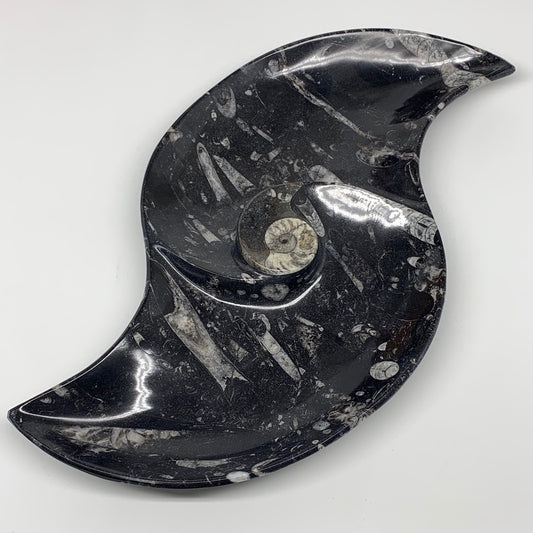 2430g, 17"x8" Large Wave Ring Shape Black Fossils Dish Orthoceras @Morocco,F281