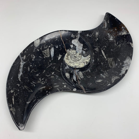 2200g, 17"x8" Large Wave Ring Shape Black Fossils Dish Orthoceras @Morocco,F283