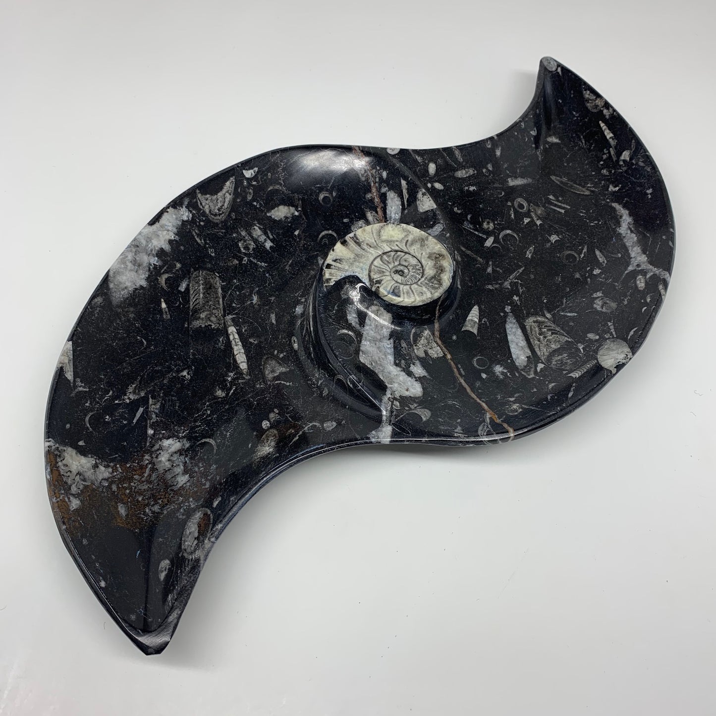 2200g, 17"x8" Large Wave Ring Shape Black Fossils Dish Orthoceras @Morocco,F283