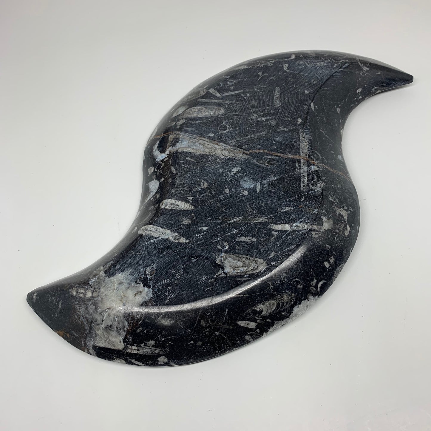 2200g, 17"x8" Large Wave Ring Shape Black Fossils Dish Orthoceras @Morocco,F283