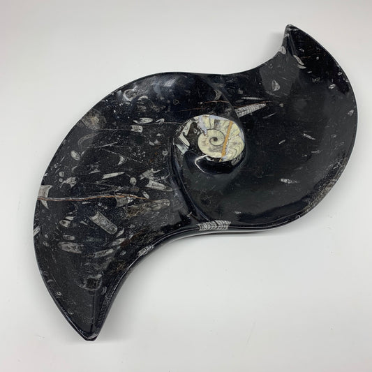 2930g, 17"x8" Large Wave Ring Shape Black Fossils Dish Orthoceras @Morocco,F295