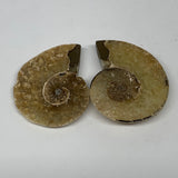 21.4g, 1.7"x1.3"x0.2", 1 Pair Half Cut Ammonite Polished Mineral @Madagascar,F22