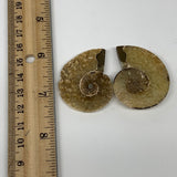 21.4g, 1.7"x1.3"x0.2", 1 Pair Half Cut Ammonite Polished Mineral @Madagascar,F22