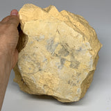7.17 lbs, 9.25"x8.75"x2.8", Natural Calcite Geode Mineral Specimens @Morocco, B1