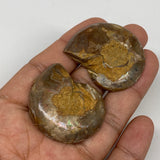 30.8g, 1.6"x1.3"x0.4", 1 Pair Half Cut Ammonite Polished Mineral @Madagascar,F22