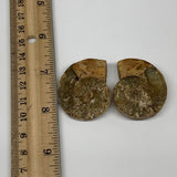 30.8g, 1.6"x1.3"x0.4", 1 Pair Half Cut Ammonite Polished Mineral @Madagascar,F22