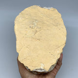 4.96 lbs, 8.5"x5.7"x3.1", Natural Calcite Geode Mineral Specimens @Morocco, B111
