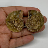 31.8g, 1.6"x1.3"x0.4", 1 Pair Half Cut Ammonite Polished Mineral @Madagascar,F22