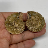 31.8g, 1.6"x1.3"x0.4", 1 Pair Half Cut Ammonite Polished Mineral @Madagascar,F22