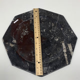 2pcs set, 12" Large Octagon Shape Fossils Orthoceras Plates Black @Morocco, F252