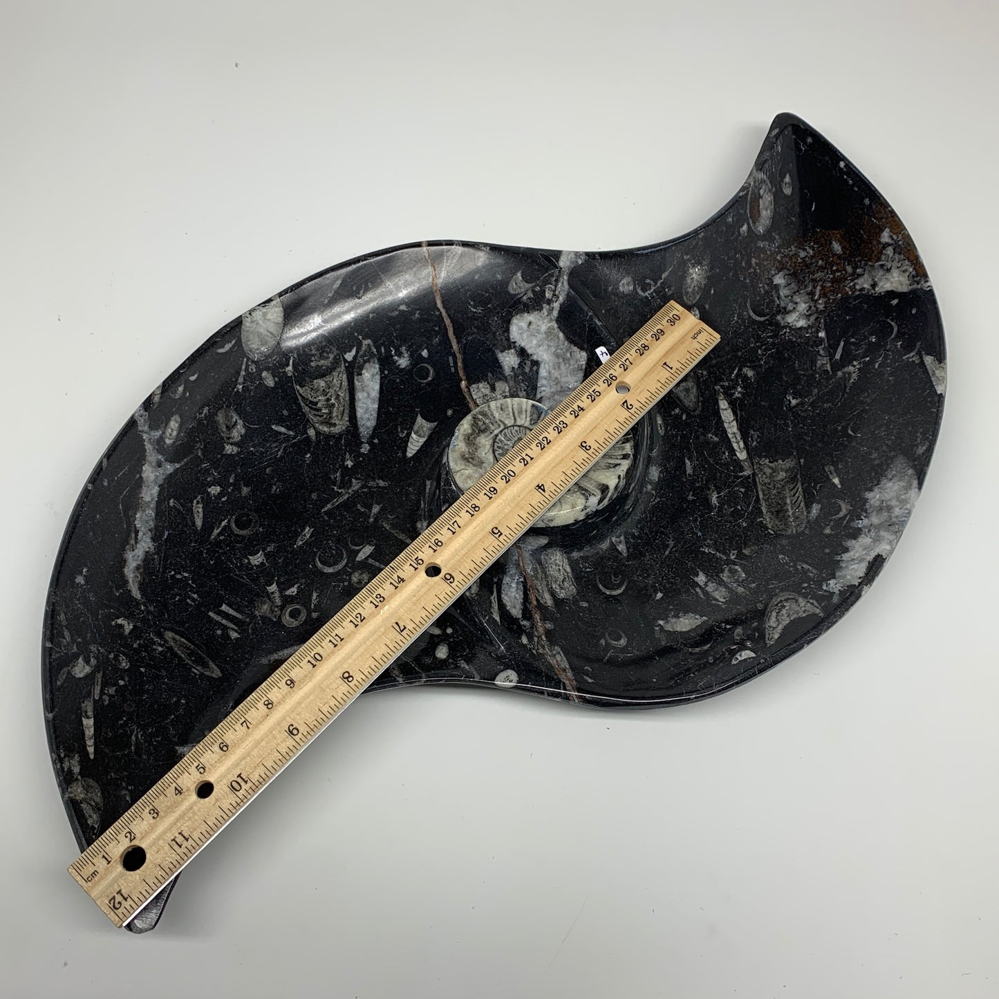 2200g, 17"x8" Large Wave Ring Shape Black Fossils Dish Orthoceras @Morocco,F283