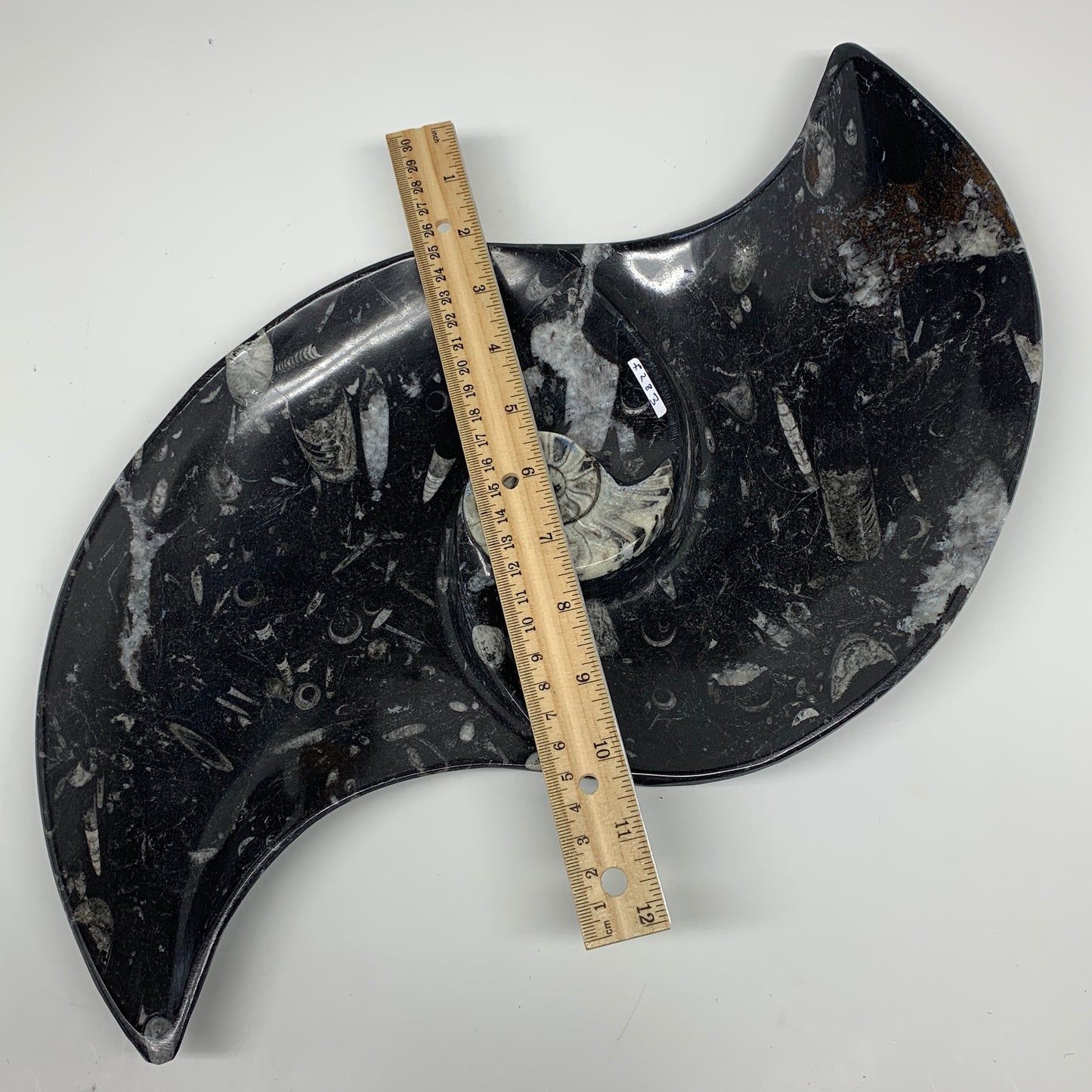 2200g, 17"x8" Large Wave Ring Shape Black Fossils Dish Orthoceras @Morocco,F283