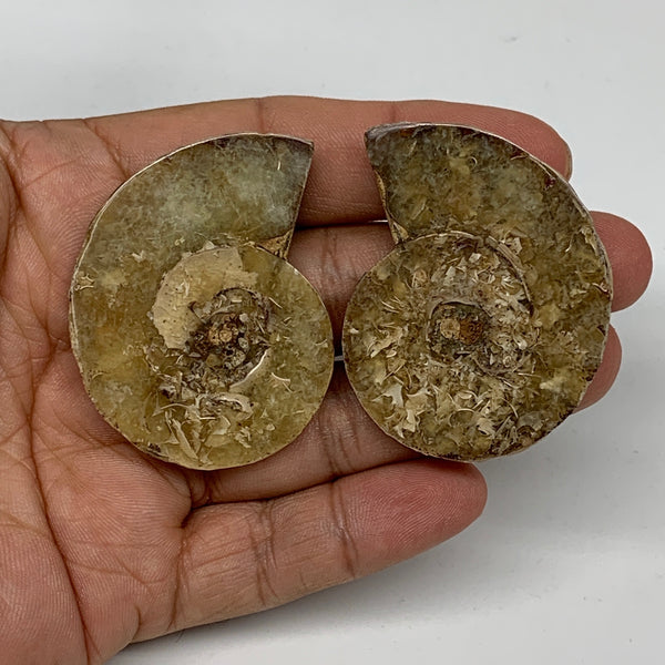 31.1g, 2"x1.5"x0.3", 1 Pair Half Cut Ammonite Polished Mineral @Madagascar,F2225