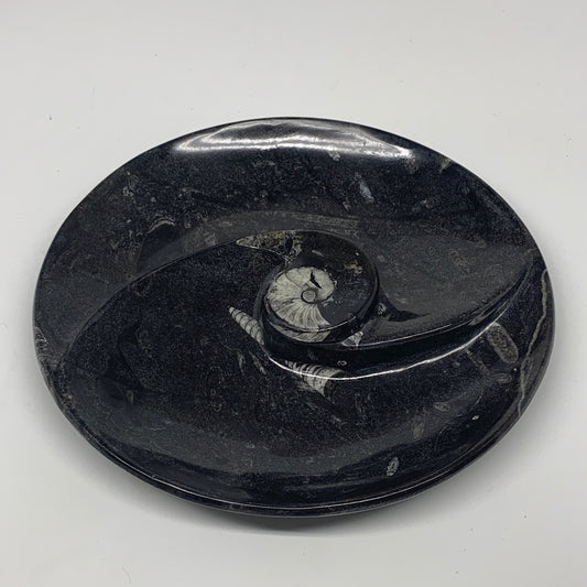 898g, 8.25" Black Round Fossils Orthoceras Ammonite Bowl Ring @Morocco, F296