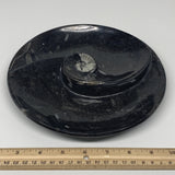 898g, 8.25" Black Round Fossils Orthoceras Ammonite Bowl Ring @Morocco, F296