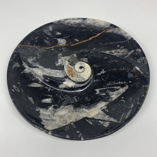 896g, 8.25" Black Round Fossils Orthoceras Ammonite Bowl Ring @Morocco, F299