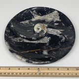 896g, 8.25" Black Round Fossils Orthoceras Ammonite Bowl Ring @Morocco, F299