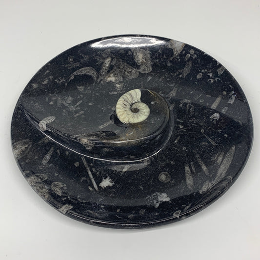 900g, 8.25" Black Round Fossils Orthoceras Ammonite Bowl Ring @Morocco, F302