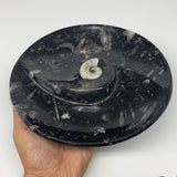 900g, 8.25" Black Round Fossils Orthoceras Ammonite Bowl Ring @Morocco, F302