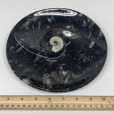 900g, 8.25" Black Round Fossils Orthoceras Ammonite Bowl Ring @Morocco, F302