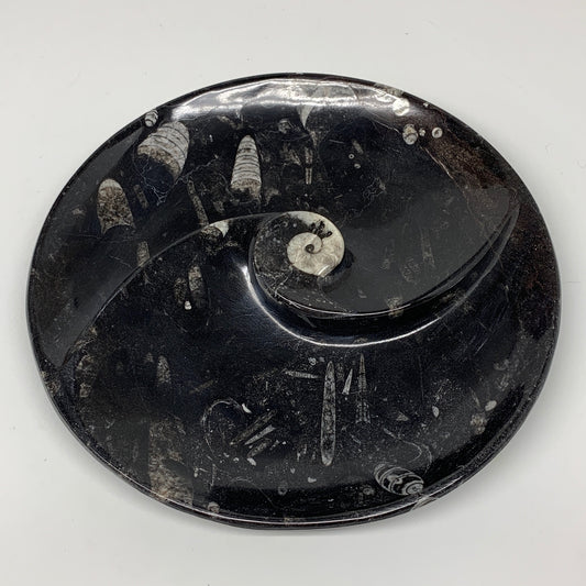 1014g, 8.25" Black Round Fossils Orthoceras Ammonite Bowl Ring @Morocco, F304