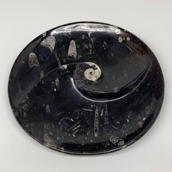 1014g, 8.25" Black Round Fossils Orthoceras Ammonite Bowl Ring @Morocco, F304