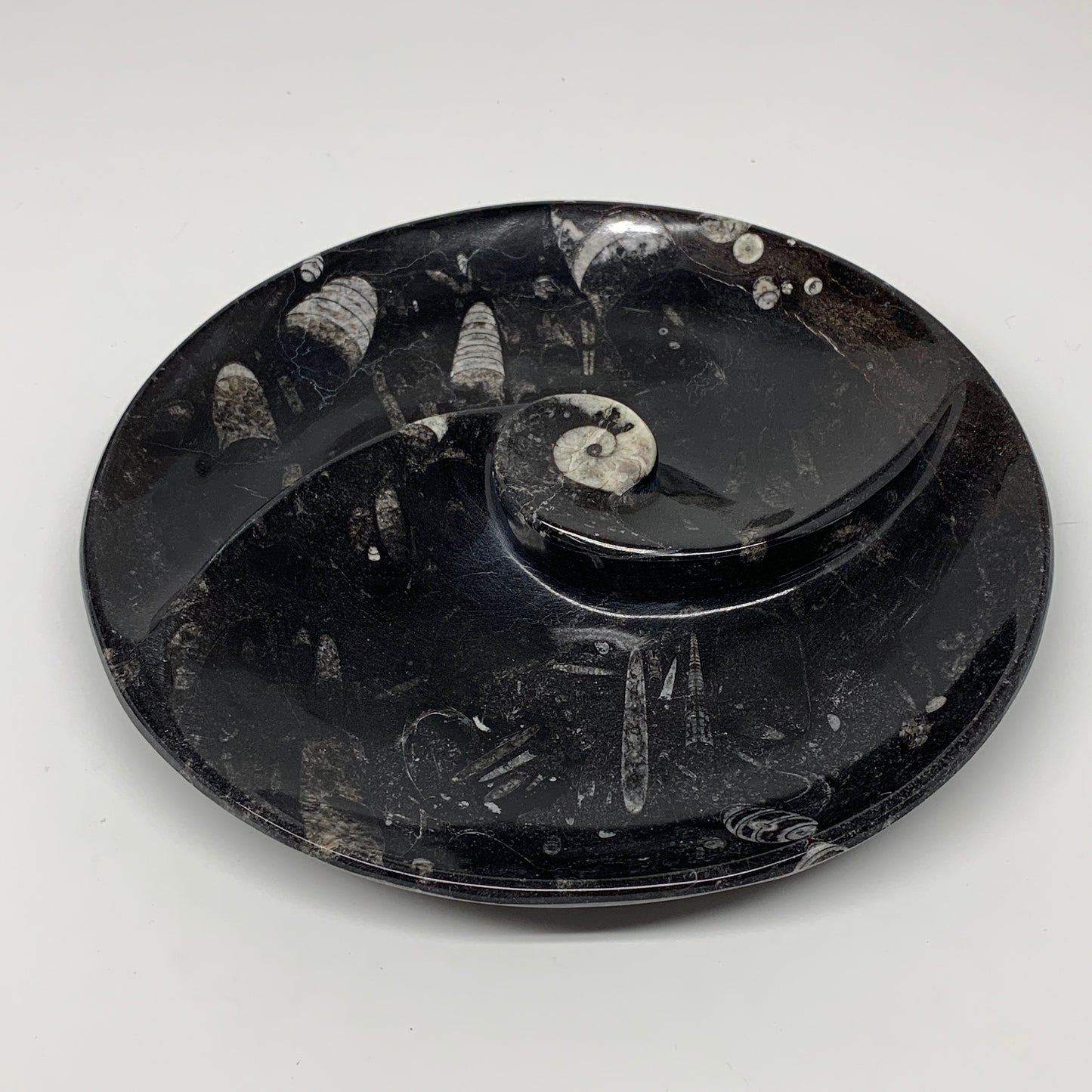 1014g, 8.25" Black Round Fossils Orthoceras Ammonite Bowl Ring @Morocco, F304