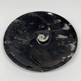 1014g, 8.25" Black Round Fossils Orthoceras Ammonite Bowl Ring @Morocco, F304