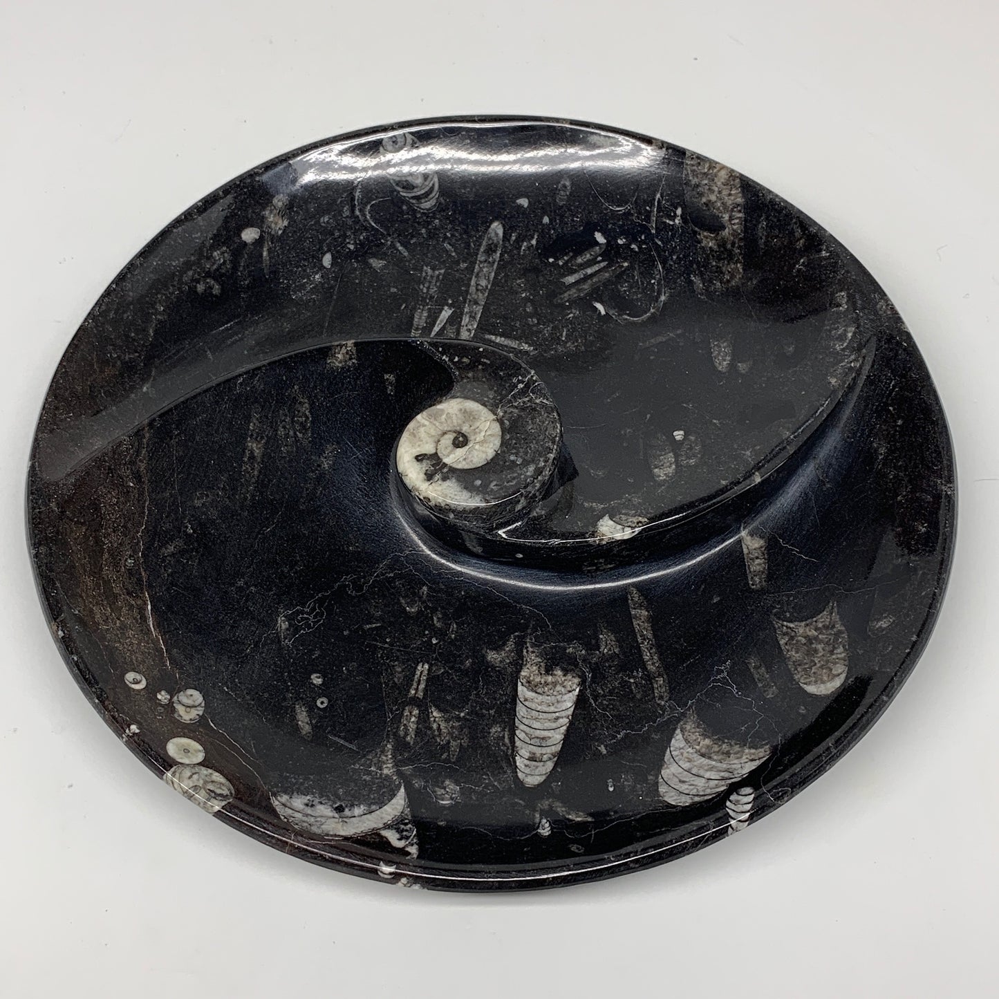 1014g, 8.25" Black Round Fossils Orthoceras Ammonite Bowl Ring @Morocco, F304