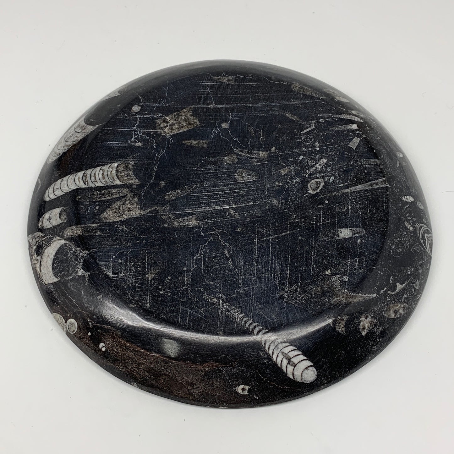 1014g, 8.25" Black Round Fossils Orthoceras Ammonite Bowl Ring @Morocco, F304