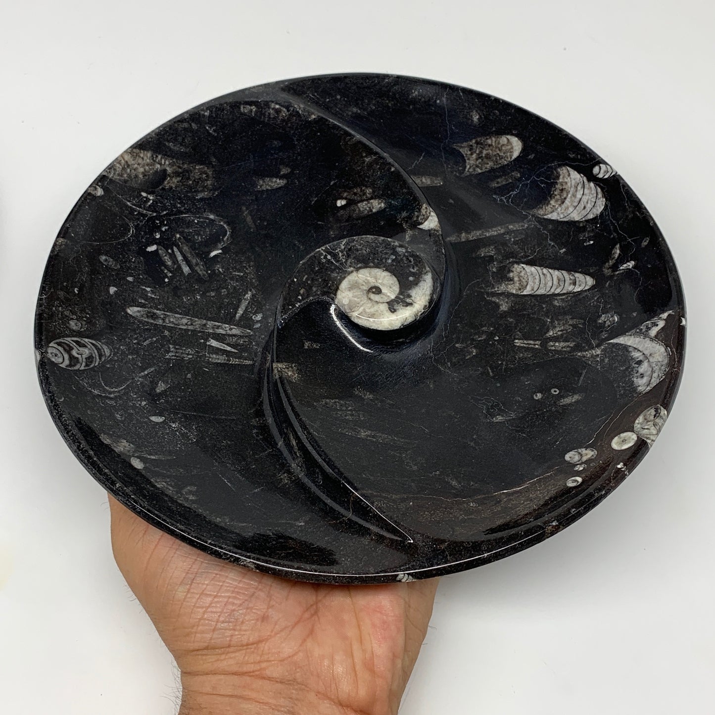 1014g, 8.25" Black Round Fossils Orthoceras Ammonite Bowl Ring @Morocco, F304