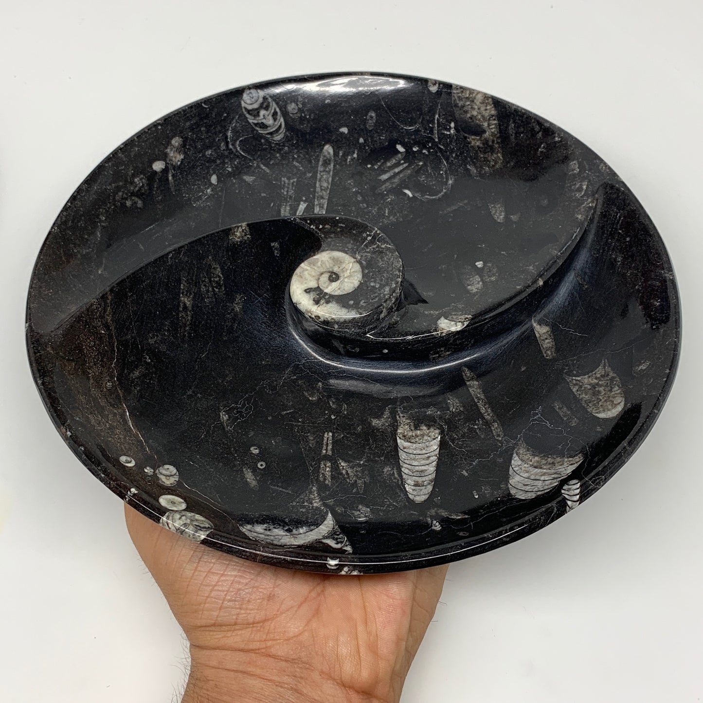 1014g, 8.25" Black Round Fossils Orthoceras Ammonite Bowl Ring @Morocco, F304