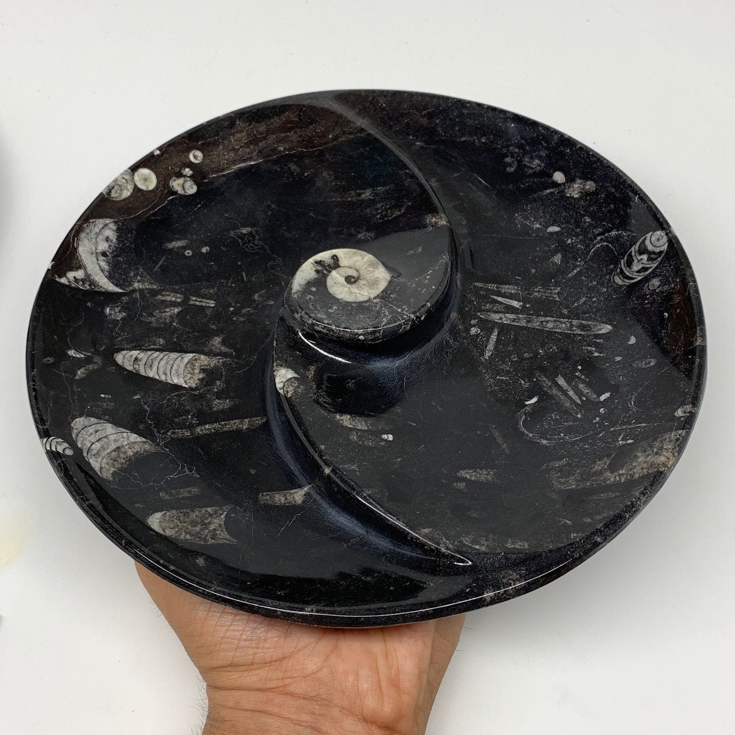 1014g, 8.25" Black Round Fossils Orthoceras Ammonite Bowl Ring @Morocco, F304