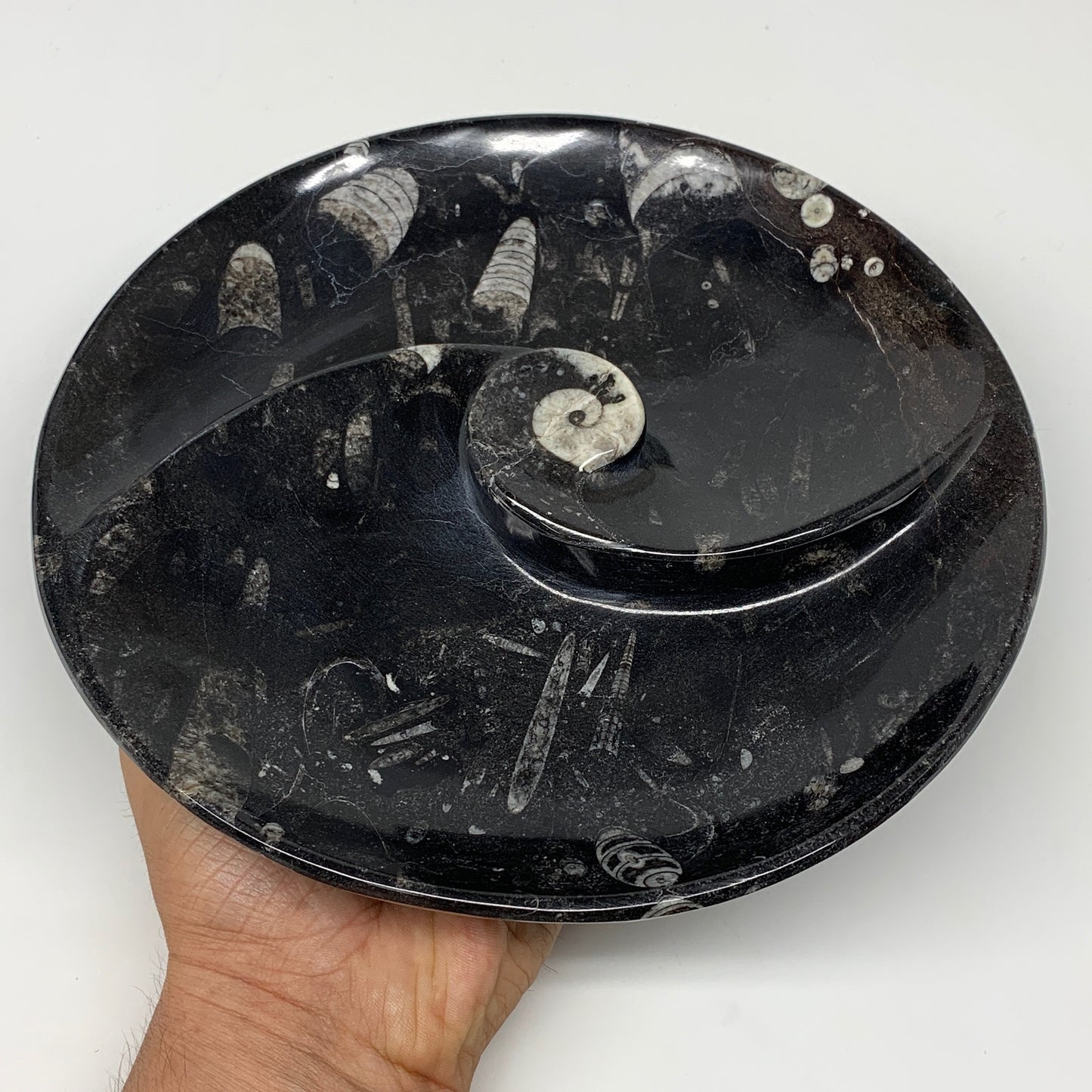 1014g, 8.25" Black Round Fossils Orthoceras Ammonite Bowl Ring @Morocco, F304