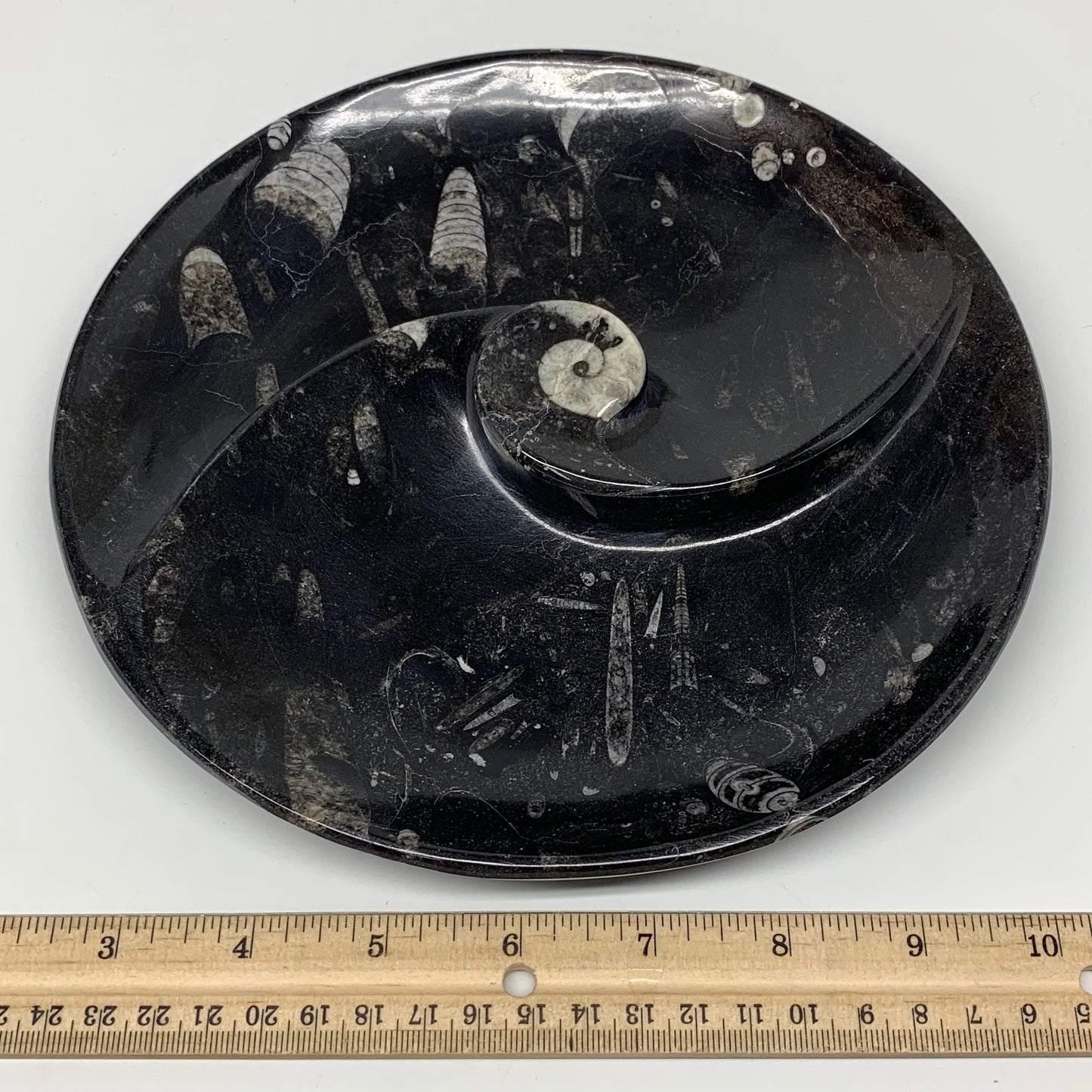1014g, 8.25" Black Round Fossils Orthoceras Ammonite Bowl Ring @Morocco, F304