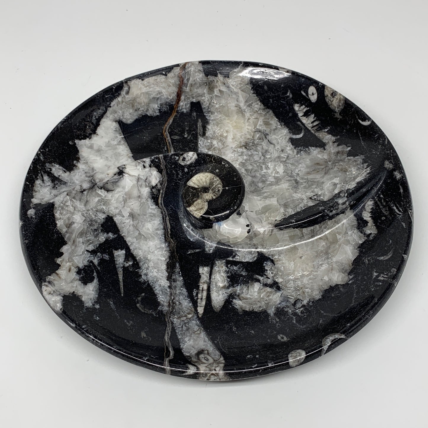 958g, 8.25" Black Round Fossils Orthoceras Ammonite Bowl Ring @Morocco, F306