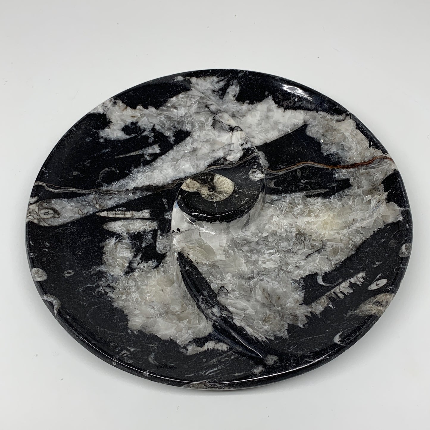 958g, 8.25" Black Round Fossils Orthoceras Ammonite Bowl Ring @Morocco, F306