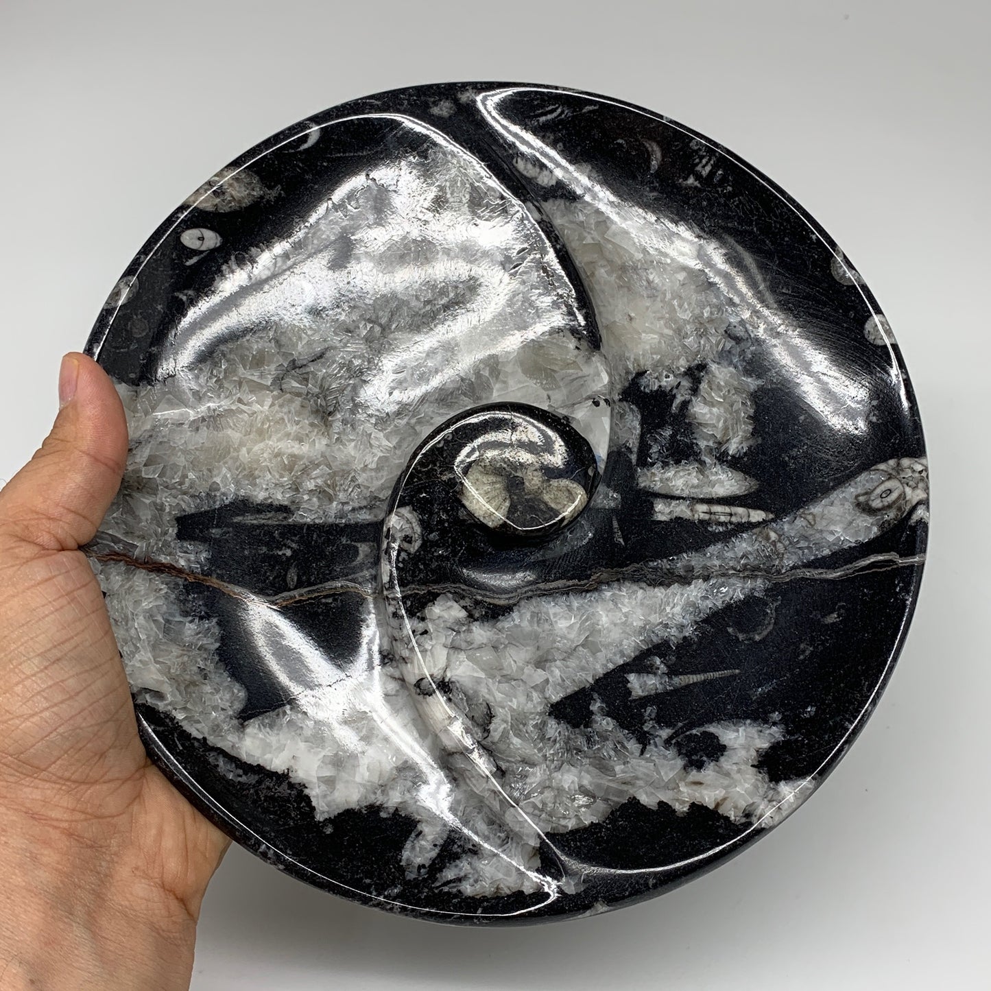 958g, 8.25" Black Round Fossils Orthoceras Ammonite Bowl Ring @Morocco, F306