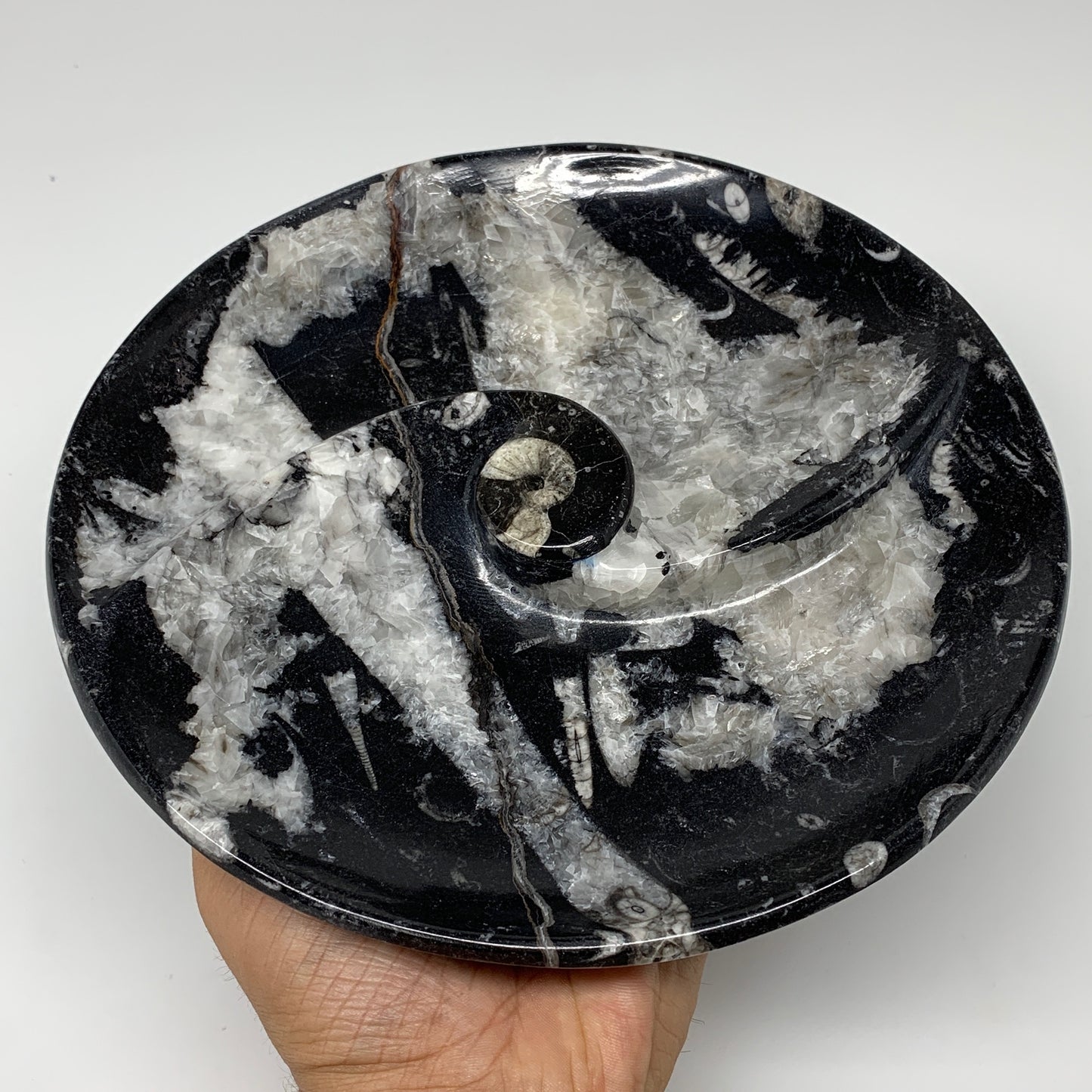 958g, 8.25" Black Round Fossils Orthoceras Ammonite Bowl Ring @Morocco, F306